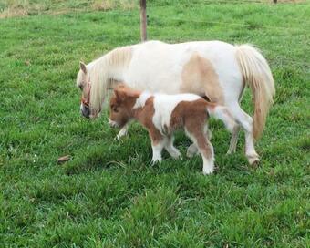 Villa Finca La Fragua