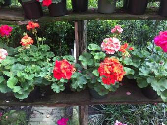 Cabanas Y Hotel Villa Chepa