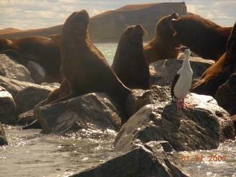 Hostal El Viajero Brava Beach Hostel Suites