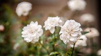 Hotel Best Western Stevenson Manor Inn