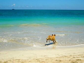 Bed & Breakfast Paradise Palms B & B