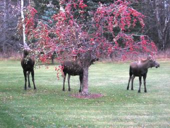 Alaska Garden Gate B&B