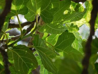 Apartamento La Serena Caba�as