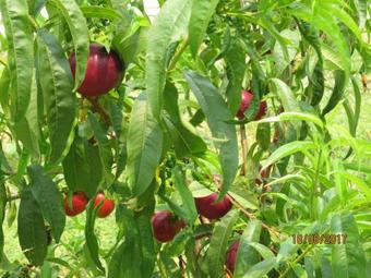 Villa Pereiro, Com Piscina