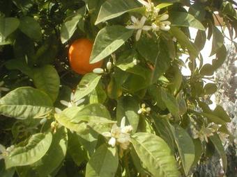 Apartamento Pari Holiday Studio