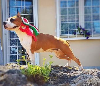 Bed & Breakfast Le Stanze Sul Mare