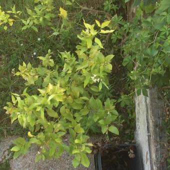 Villa Appartamento Tognazzi