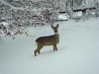 Apartamento Casatarvisio Ct2