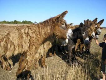 Campiotel Formule H�tel