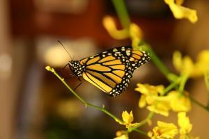 Hotel Hampton Inn Hadley-amherst Area