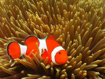 Hotel Menjangan Hill