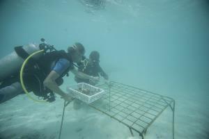 Hotel Vivanta By Taj Coral Reef