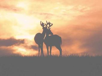 Hotel Indawo Game Lodge