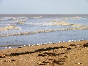 Tudor Thatch Cottage