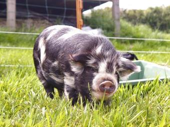 Holiday Home Tamer Cottage