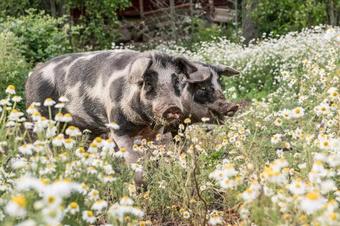 Albergue Modal Annex