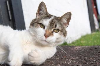 Borgg�rden Apartment