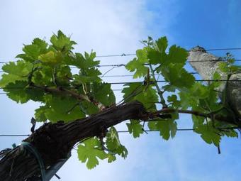 Hostal G�stehaus Wildpert