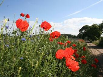 Idyllic Apartment In Stellshagen On Baltic Sea Coast