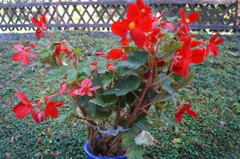 Hostal Pension Sch�ler