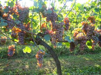 Apartment At Agroturizam Opg Kovacevic
