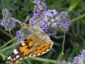 Secluded House With A Parking Space Trpanj (peljesac) - 13059