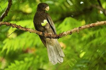 Hostal Coco Bay Villa