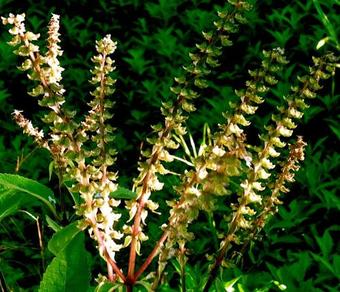 Hostal Te Ora Hau Ecolodge