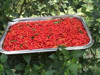 Agroturismo Dk Coconut Eco Cabanas