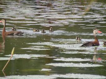 Hotel Highway Trails Belize Resort And Country Club