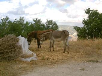 Agroturismo Thalou Stone House