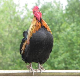 Bed & Breakfast Lazy Days