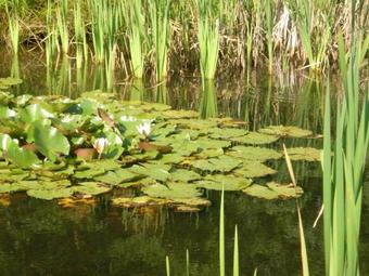 Cozy Holiday Home In Chimay With A Garden