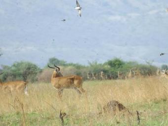 Lake Albert Safari Lodge