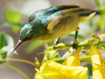 Hotel Marafiki Bungalows