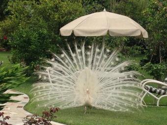 Hotel Museo La Casa De Los Rizo