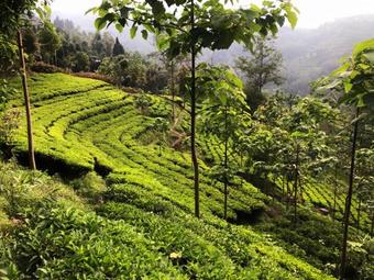 Bed & Breakfast Kulung Family Tea Farm