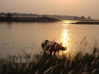 Hotel Tigerland Safari Resort