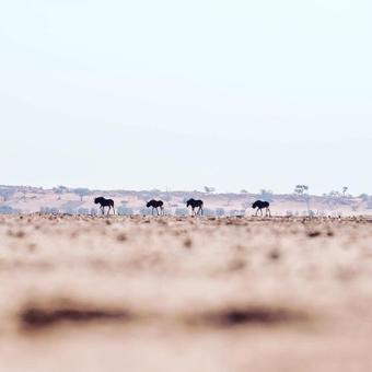 Lodge Bagatelle Kalahari Game Ranch