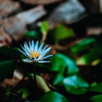 Hotel Royal Emerald River View Resort