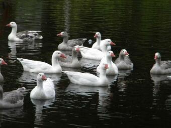 Hostal Chalet Andino