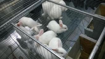 Agroturismo Krolichya Ferma