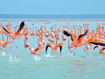 Hostal Caba�as Camping Ria Celestun