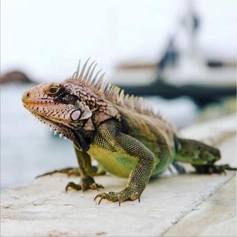 Hotel Bolongo Bay Beach Resort