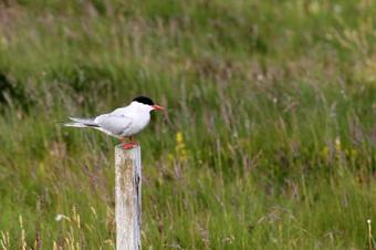 Apartamento Reynissta�ir