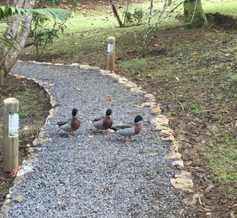 Bubble Lodge Bois Ch�ri Plantation