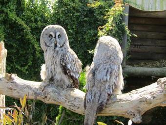 Lodge Ardmore Glamping Pods