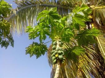 Apartamento Maison Des Alizes