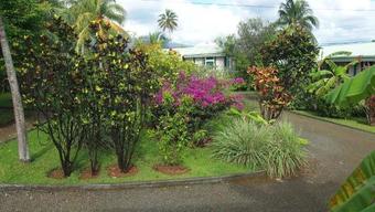 Les Fruits De Goyave