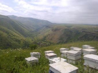 Hostal Areni House B&B